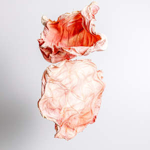 Undulating Rose II by Dave King 