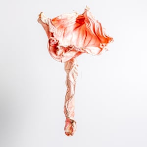Undulating Rose II by Dave King 