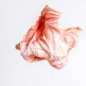 Undulating Rose II by Dave King 