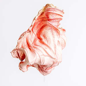 Undulating Rose II by Dave King 