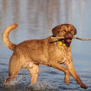 Young Man just flippin' by Tami Hritzay  Image: Fun on the sandbar