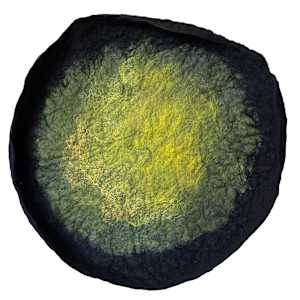 Nigrado Series: Greens by Andrea Dupree, Image 1.