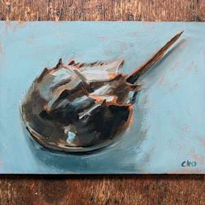 Baby Bellamy Horseshoe Crab by Cleo Huggins 