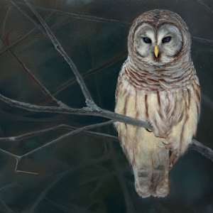 Barred Owl by Cleo Huggins