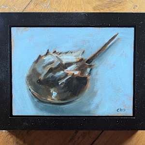 Baby Bellamy Horseshoe Crab by Cleo Huggins  Image: Bellamy River Baby Horseshoe Crab