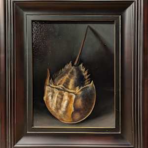 Horseshoe Crab Portrait by Cleo Huggins 
