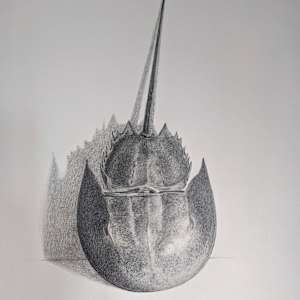 Horseshoe Crab Graphite by Cleo Huggins