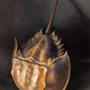 Horseshoe Crab Portrait by Cleo Huggins, Image 3.