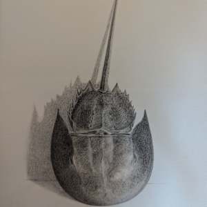 Horseshoe Crab Graphite by Cleo Huggins  Image: Bellamy River Horseshoe Crab Graphite Drawing