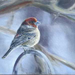 House Finch in Winter by Cleo Huggins