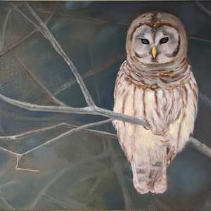 Barred Owl by Cleo Huggins  Image: Jan 26,  2023