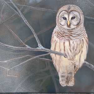 Barred Owl by Cleo Huggins  Image: Branch details