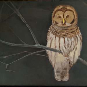 Barred Owl by Cleo Huggins  Image: More feathers, starting face