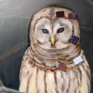 Barred Owl by Cleo Huggins  Image: Focus on face