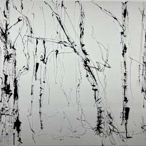 Birch Trees by Astrid Steingrueber 