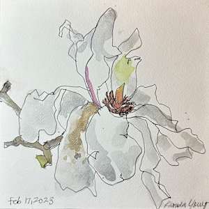 White Magnolia, February 17, 2023 by Rhonda Young, Image 1.