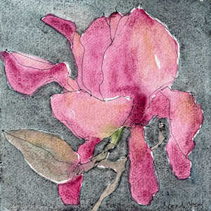 Vulcan Magnolia, San Francisco, February 18,  2025 by Rhonda Young