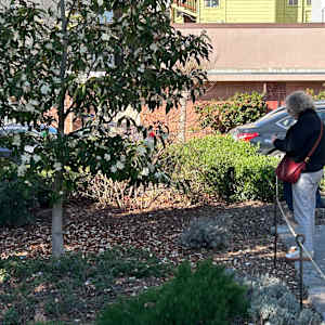 Magnolia, Washington Square San Francisco, February 26, 2024 by Rhonda Young, Image 4.
