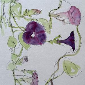 Morning Glory, July 26, 2023 by Rhonda Young