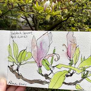 Tavistock Square Magnolias, April 11, 2023 by Rhonda Young, Image 2.
