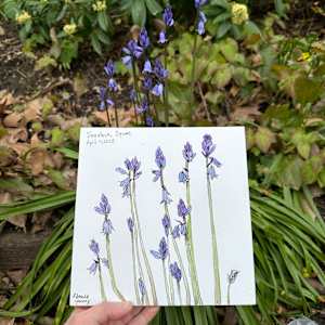 Bluebells, Tavistock Square by Rhonda Young, Image 1.