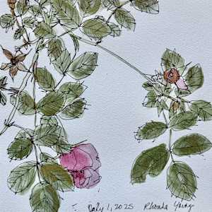 Pink Rose, July 1, 2025 by Rhonda Young, Image 1.