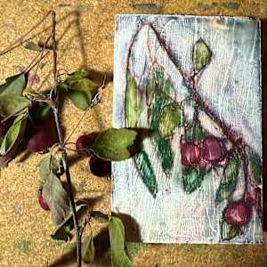 Evans Cherry, September 20, 2025 by Rhonda Young 