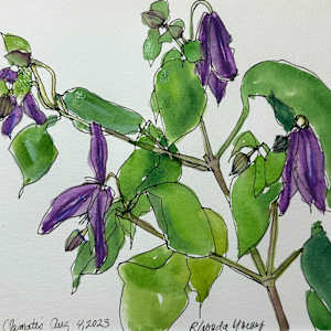 Purple Clematis by Rhonda Young