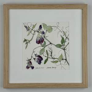 Purple Sweet Peas, July 19, 2025 by Rhonda Young, Image 3.