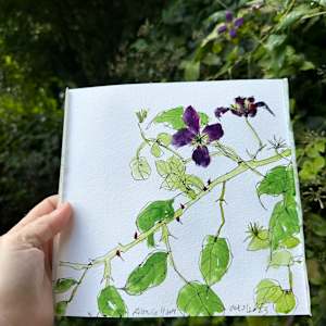 Purple Clematis, St John's Lodge Garden, October 3, 2023 by Rhonda Young, Image 2.