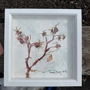 Rosehips, Peace Garden Park, April 19, 2026 by Rhonda Young, Image 1.