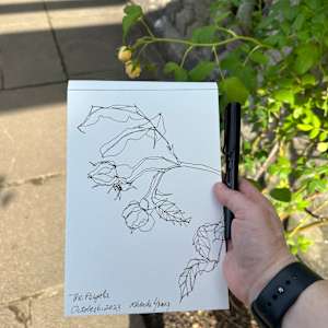 Yellow Rose, the Pergola, Hampstead, London UK October 6, 2023 by Rhonda Young, Image 1.