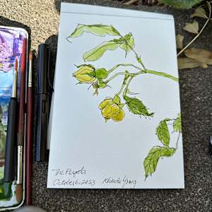Yellow Rose, the Pergola, Hampstead, London UK October 6, 2023 by Rhonda Young, Image 2.