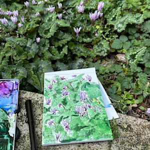 Cyclamen, Hampstead Hill, Oct 6, 2023 by Rhonda Young, Image 1.