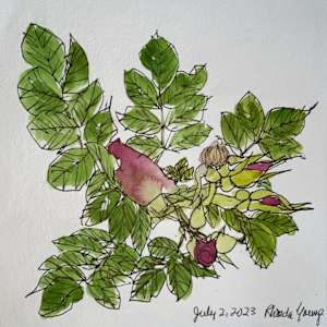 Red Rose, July 2, 2023 by Rhonda Young