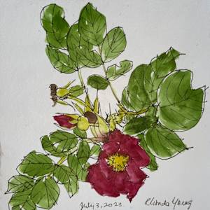 Red Rose, July 3, 2023 by Rhonda Young