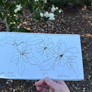 Magnolia, Washington Square San Francisco, February 26, 2024 by Rhonda Young, Image 3.