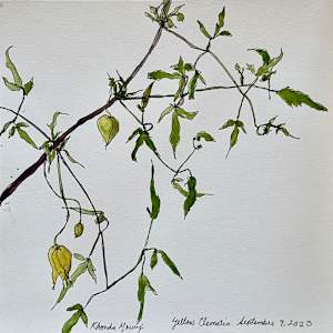 Yellow Clematis, September 9, 2023 by Rhonda Young