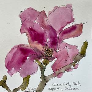 Magnolia Vulcan, Golden Gate Park, San Francisco by Rhonda Young, Image 2.