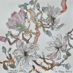 Magnolia Stellata "Waterlily" by Rhonda Young, Image 3.