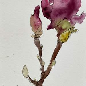 Saucer Magnolia, San Francisco Botanic Garden, February 27, 2024 by Rhonda Young