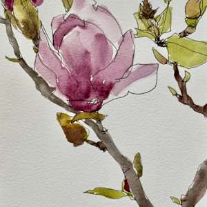 St Mary's Square Chinatown SFO Magnolia, February 23, 2024 by Rhonda Young