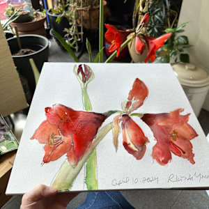 Amaryllis, April 10, 2024 by Rhonda Young, Image 1.