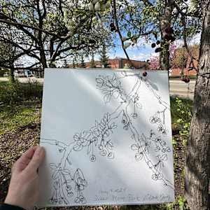 Crabapples, Queen Mary Park, May 18, 2024 by Rhonda Young, Image 2.