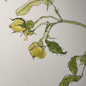 Yellow Rose, the Pergola, Hampstead, London UK October 6, 2023 by Rhonda Young