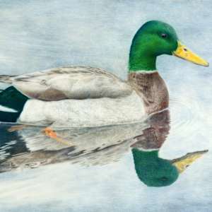 Winter's Glide by Kelly Leahy Radding