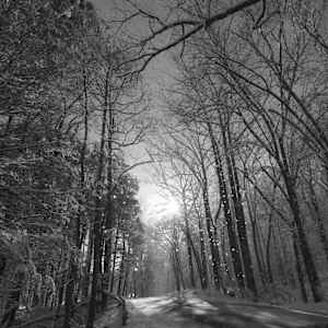 In the Silence by Indy Beck