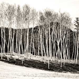Among the Birch by Indy Beck