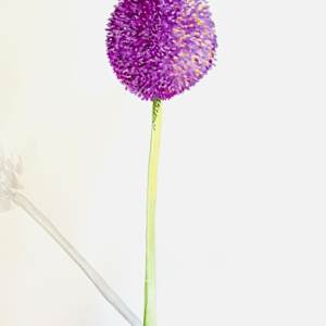 Allium 2 by Tracy McCarty