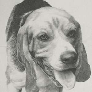 Boomer by Sammy Watson